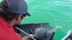 Coast Guard, rescue organizations release sea turtles back into Gulf of Mexico after Texas winter storm