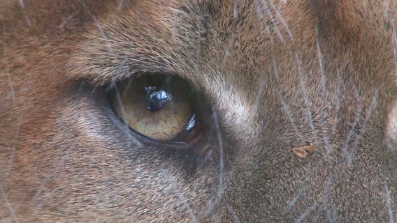 Woodcreek warning residents about possible mountain lion in area