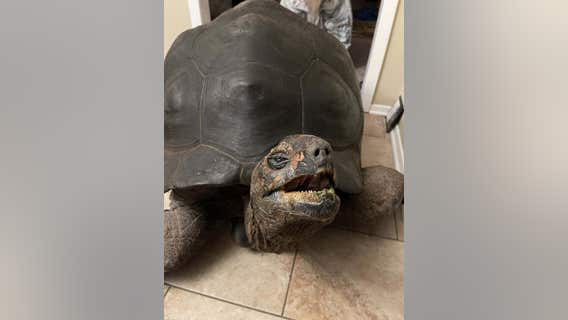 Volunteers in Pflugerville help 800 lb. tortoise during winter storm