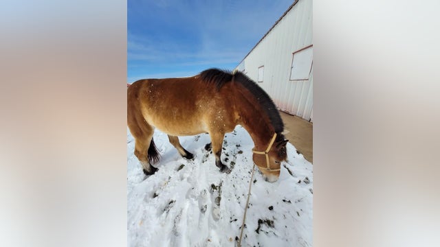 APD's mounted patrol horses spent storm at Austin Equestrian Center