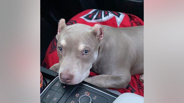 Atlanta couple heartbroken after dog stolen during car break-in