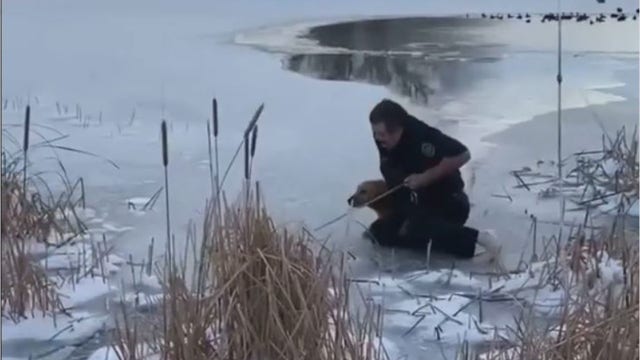 Heroic Texas firefighter rescues dog submerged in semi-frozen pond