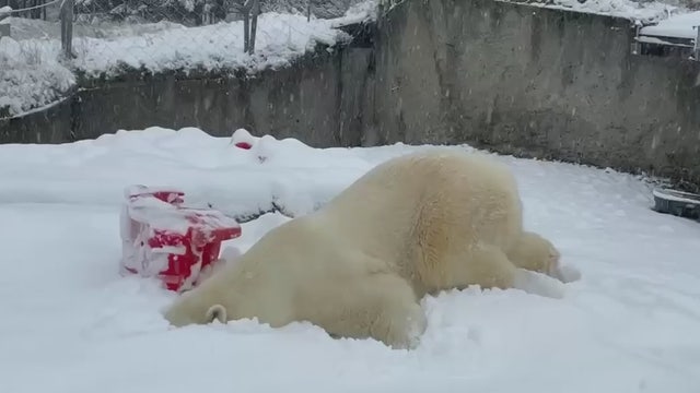 Polar bear named 'Blizzard' faceplants into snow at Washington zoo