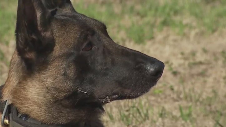 K9 catches carjacker, offers comfort to kids who were in vehicle - Vimarsana News