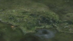 Is toxic algae the new normal in area lakes?