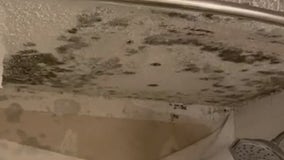 Resident told to sign new lease after living with mold for weeks