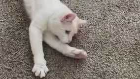 Austin Officials: City is first in Texas to ban the declawing of cats