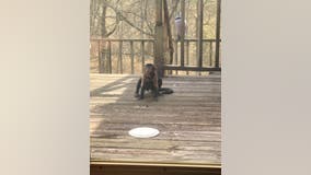 ‘It was very surreal’: Family surprised when baby monkey shows up on Kentucky front porch, stays for days