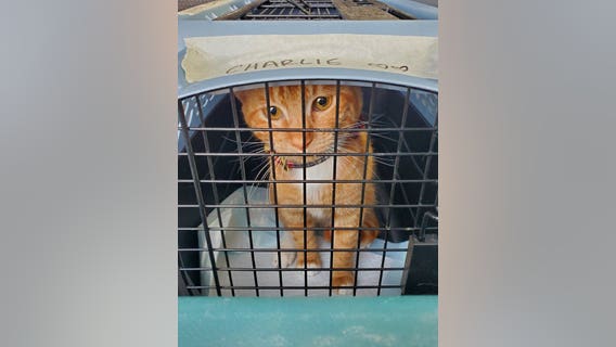 APA exceeds goal to rescue '1,000 at-risk’ pets after storms