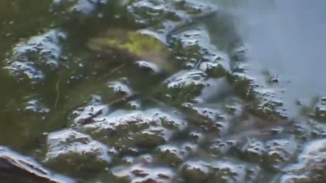 Scientist says toxic blue-green algae likely caused by cold weather