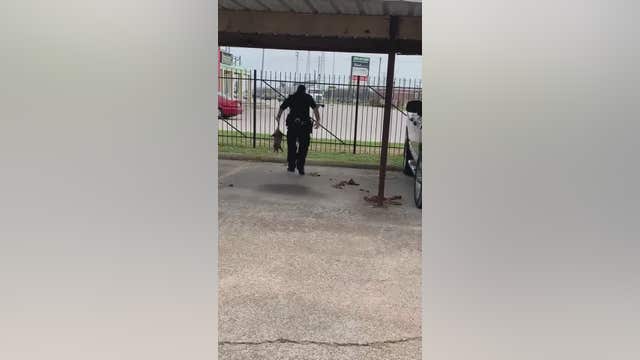 Texas police officer removes opossum family from under truck's hood
