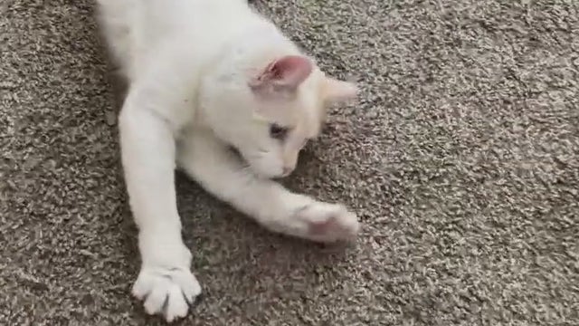 Austin Officials: City is first in Texas to ban the declawing of cats