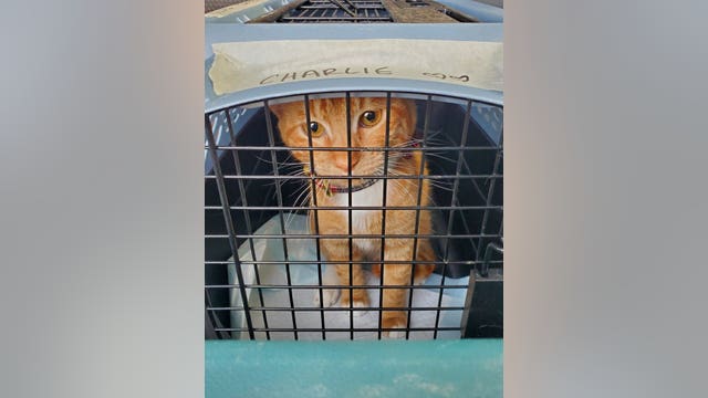 APA exceeds goal to rescue '1,000 at-risk’ pets after storms