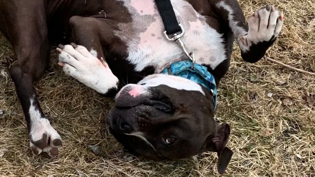 Sweet dog named Max finds a new home after year and half in shelters