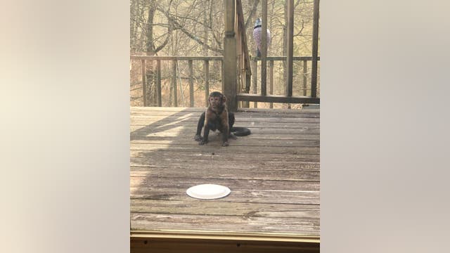‘It was very surreal’: Family surprised when baby monkey shows up on Kentucky front porch, stays for days