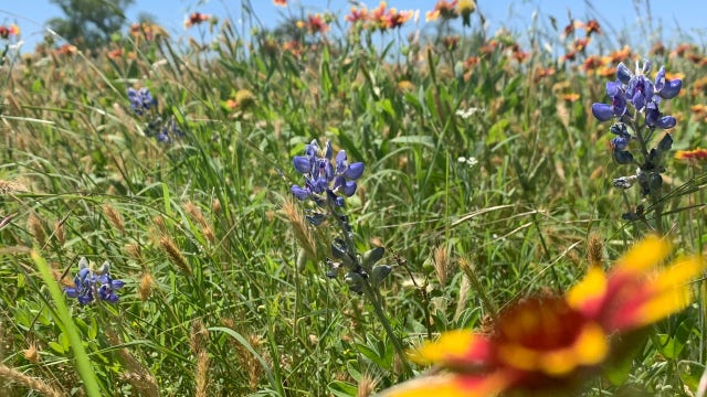 Texas spring wildflowers to shine bright despite winter storm
