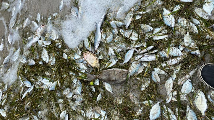 Nearly 4 million fish killed by winter storm along Texas coast - Vimarsana News