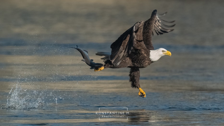 BaldEagles-3.jpg