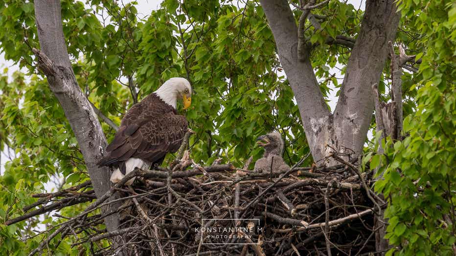 BaldEagles-7.jpg