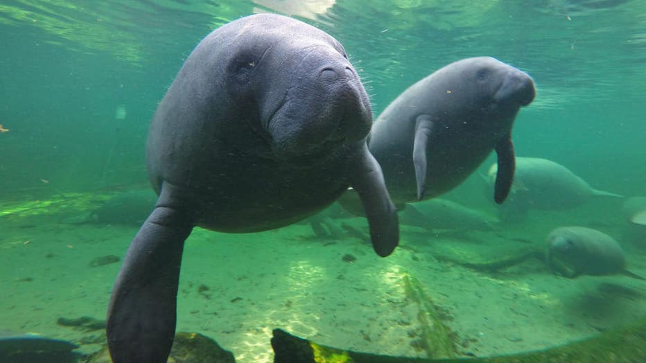 Florida manatees should survive through coming century, experts say