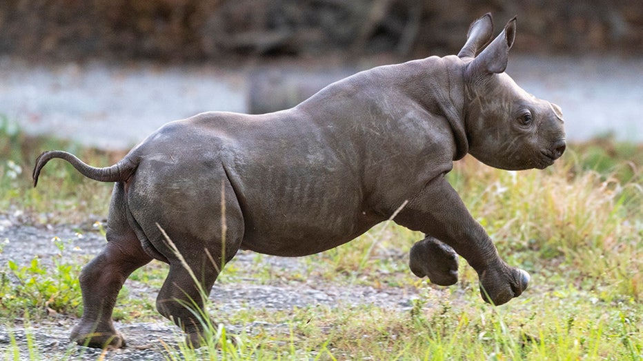zoo-miami-baby-rhino-6.jpg