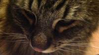 New Braunfels temporarily suspends TNR program after cat tests positive for rabies