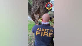 'NOT an April Fools' Day joke': AFD saves squirrel stuck in tree