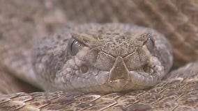 "Keep an eye out": Rattlesnake bites Bastrop man doing yardwork