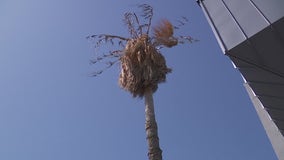 Austin set to cut down palm trees after 90% die in winter freezes