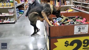 Video: Excited German shepherd jumps into store toy bin