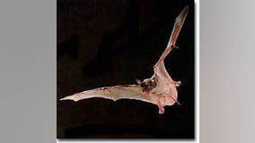 Bat found dead in Cedar Park tests positive for rabies