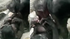 Adorable video shows bonobo playing with her granddaughter at Cincinnati Zoo