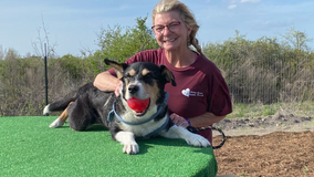 Bertram nonprofit aims to save elderly dogs who can’t get adopted