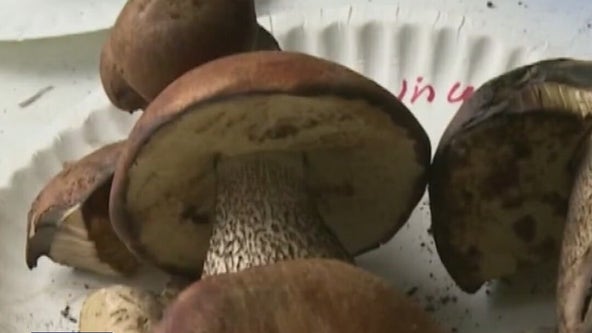 Texas could use psychedelic mushrooms to treat PTSD in veterans