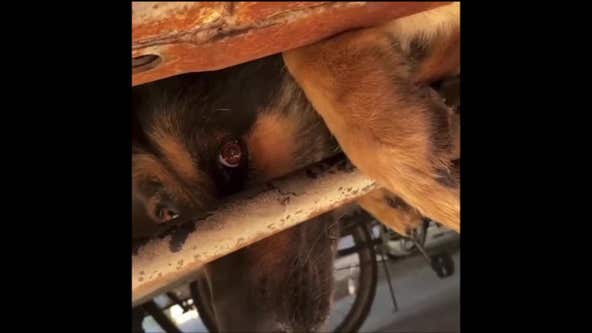 Responders rescue German shepherd stuck under truck in Lufkin