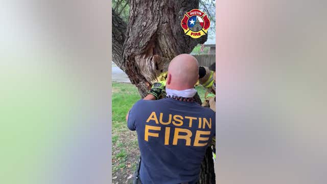 'NOT an April Fools' Day joke': AFD saves squirrel stuck in tree