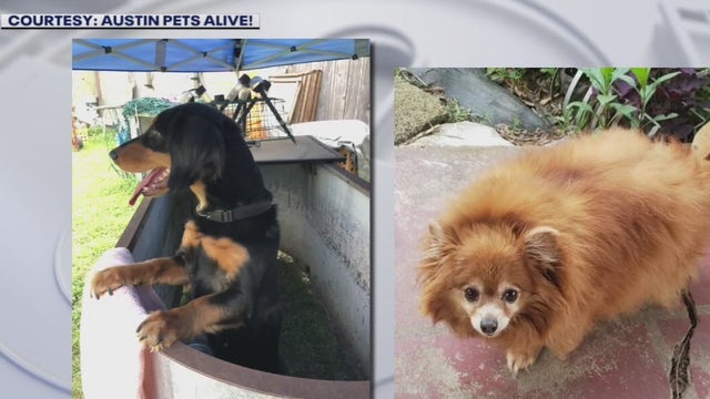 Pets in need of home after owner dies in South Austin crash