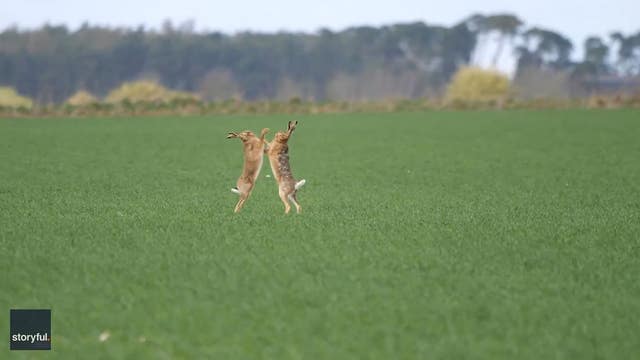 Video captures boxing bunnies trading blows in UK