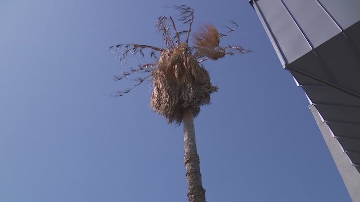 Austin set to cut down palm trees after 90% die in winter freezes - Vimarsana News