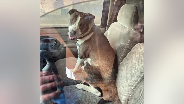 Astro, an American pit bull terrier, saved his owner’s life by alerting a neighbor when his owner experienced a medical emergency last week.