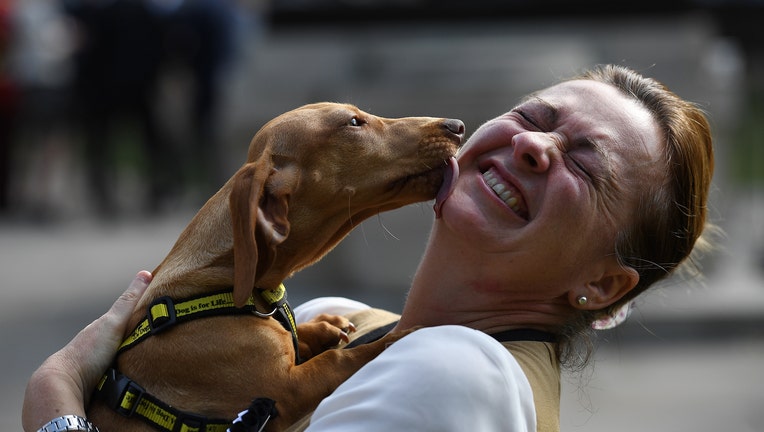 MPs Enter Their Pets Into The Westminster Dog Of the Year Competition