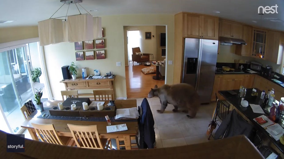 Bear in home