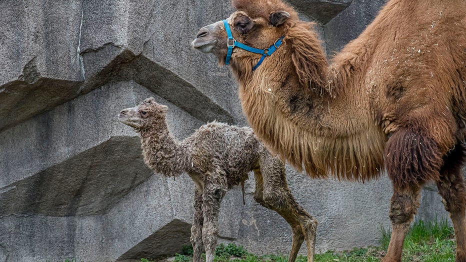 Camel-Baby-04-2021-0107016-E.jpg