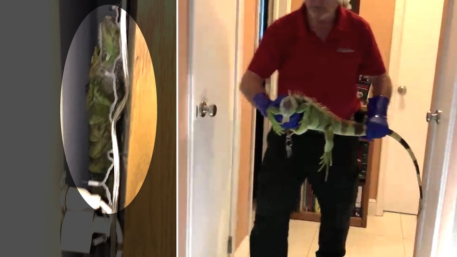 iguana breaks into home split