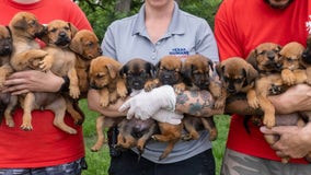 Texas Humane Heroes adoption centers at max capacity