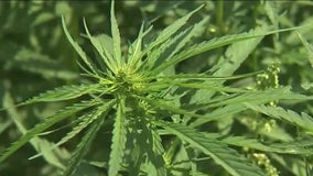 Marijuana legislation headed to Gov. Abbott's desk