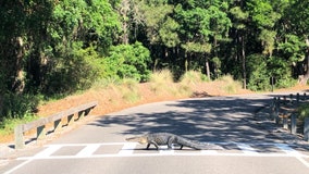 SC man captures video of law-abiding alligator using crosswalk