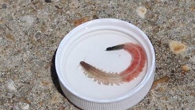 Marine worms’ ‘fascinating phenomenon’ make annual appearance in South Carolina waters