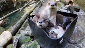 ‘Have an ice day’: Otters chill out at Oregon Zoo