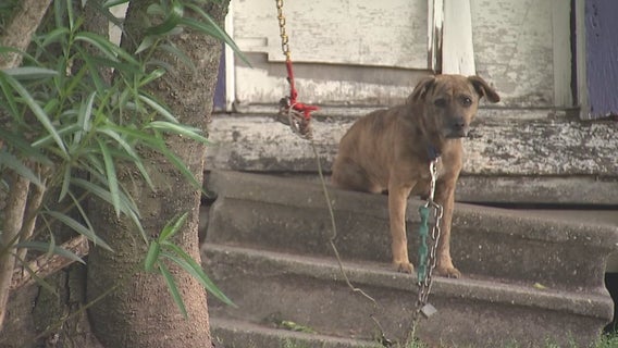 New Texas bill will set stricter rules for dogs left tied outside